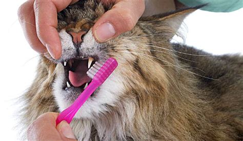 Kedilerde Diş Sağlığı ve Diş Temizliği