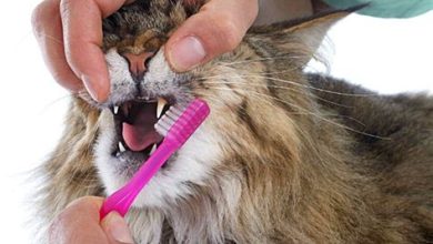 Kedilerde Diş Sağlığı ve Diş Temizliği