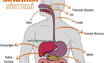 Sindirim Sistemi Dostu Besinler: Problemleri Giderme ve Sindirimi Kolaylaştırma