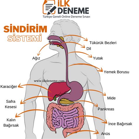 Sindirim Sistemi Dostu Besinler: Problemleri Giderme ve Sindirimi Kolaylaştırma