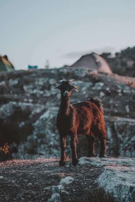 NFT'ler Nedir? Temel Bilgiler ve Tüketici Rehberi